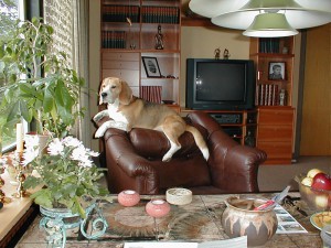 Beaglen med det rammende navn &quot;Bølle&quot;