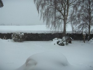 sne2.jpg