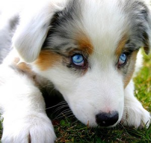 blue-eyes-puppy-dog.jpg